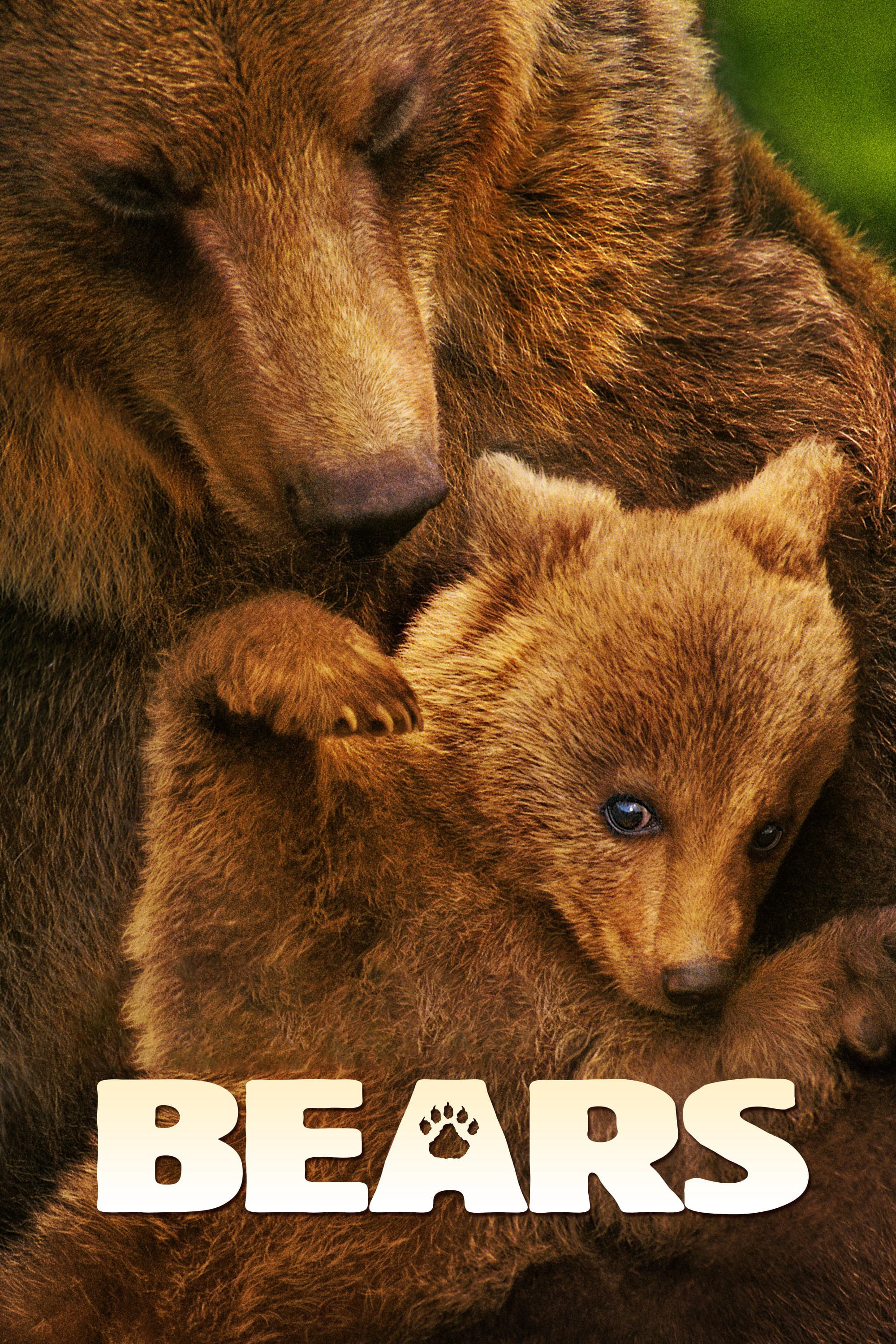Bears 2014