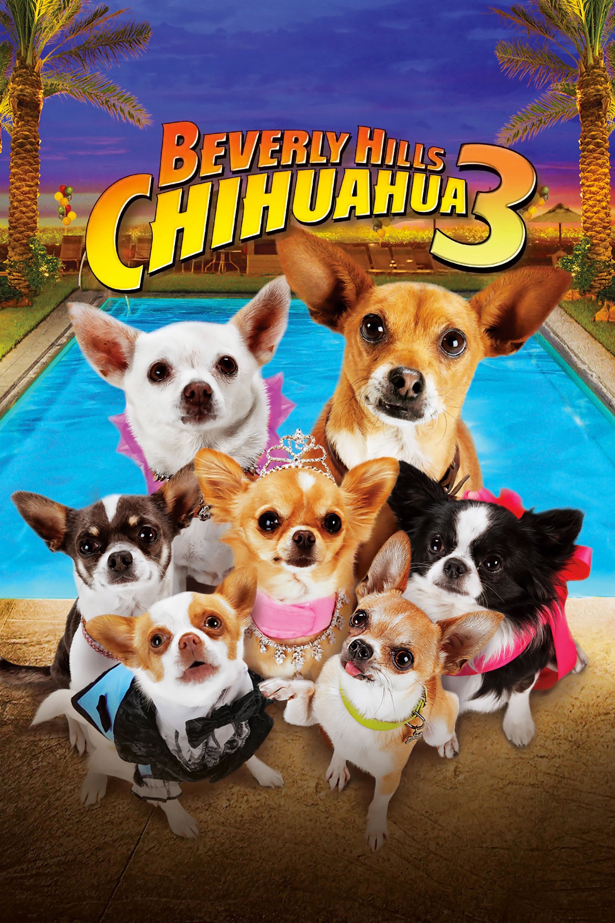 Những Chú Chó Chihuahua 3 2012